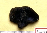 藏品(跗骨一塊)的圖片